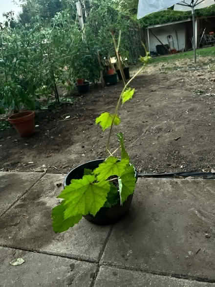 Photo of free Grapes plant (Heston) #2