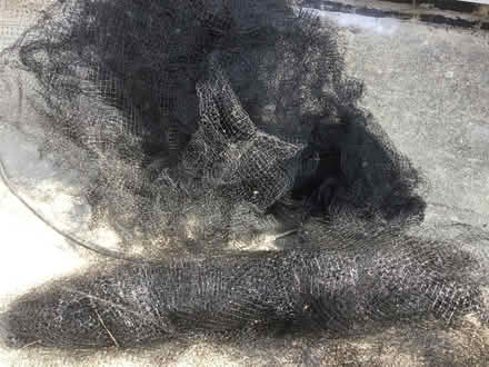 Photo of free Garden Netting, bird protection (Innsworth GL3) #1