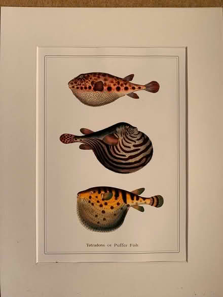 Photo of free 2 x Prints of Fish (Altrincham, WA15) #2