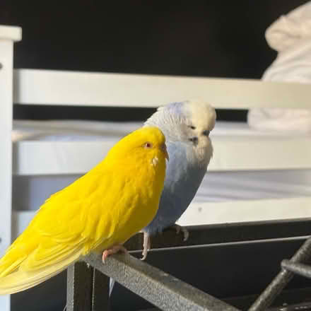Photo of free budgies a pair (West Yorkshire WF13) #2