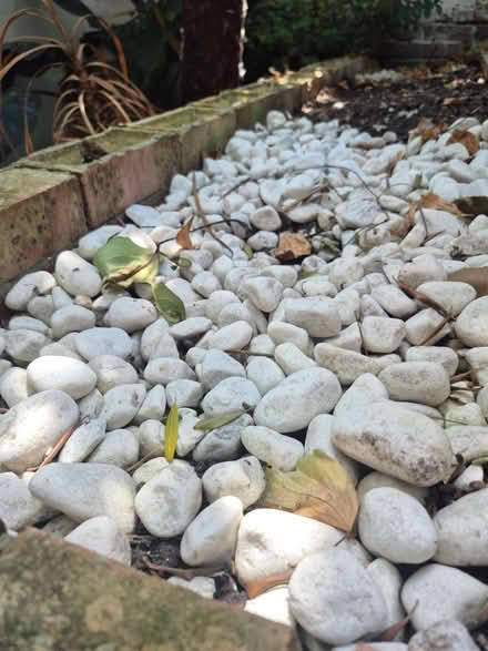 Photo of free 70kg of The Most Beautiful White Pebbles (North Laine BN1) #1