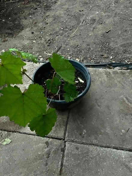 Photo of free Grapes plant (Heston) #1