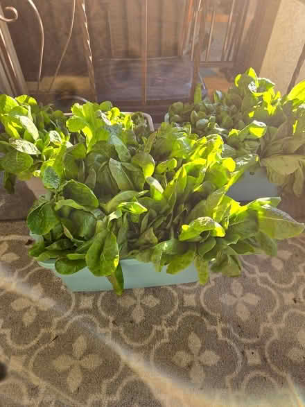 Photo of free Fresh lettuce (Oakwood village) #1