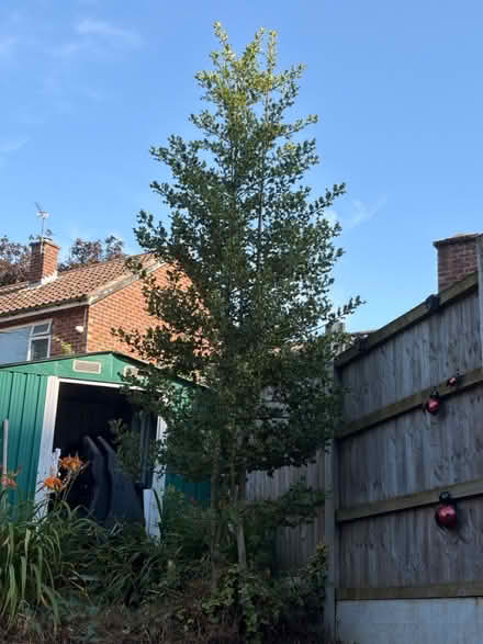 Photo of free Common Holly tree (Macclesfield SK10) #1