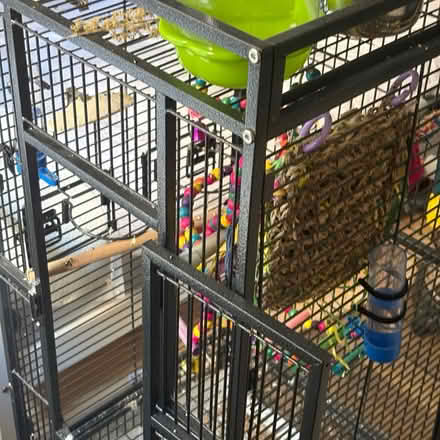 Photo of free budgies a pair (West Yorkshire WF13) #3