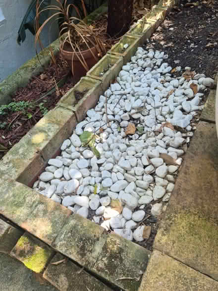 Photo of free 70kg of The Most Beautiful White Pebbles (North Laine BN1) #2