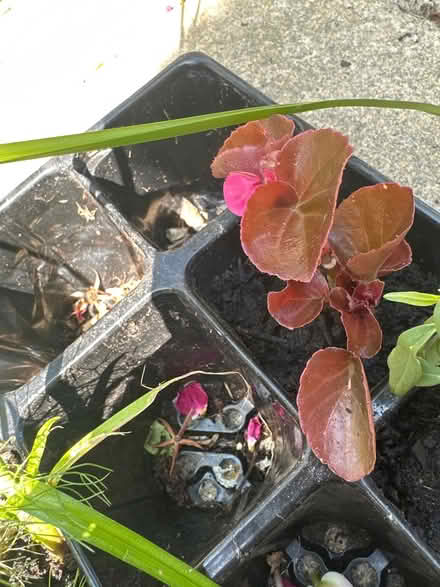 Photo of free Outdoor plants (CO4 9 Colchester) #2
