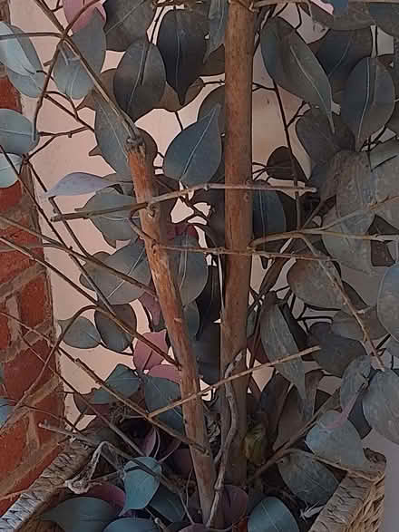 Photo of free Realistic tree porch plant (Bexhill TN39) #3