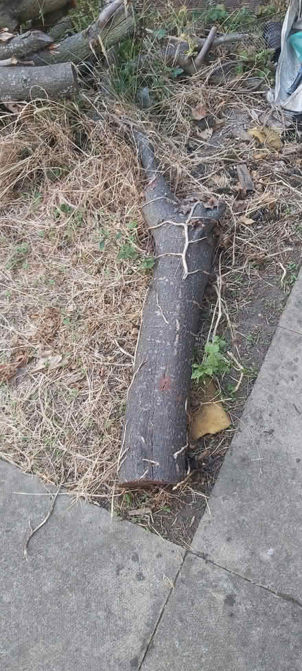 Photo of free Cherry Tree Wood (Nunhead SE15) #1