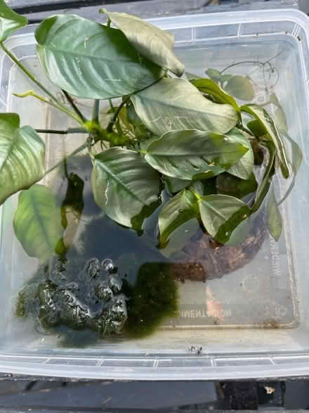 Photo of free Fish tank plants (Wainscott ME3) #1
