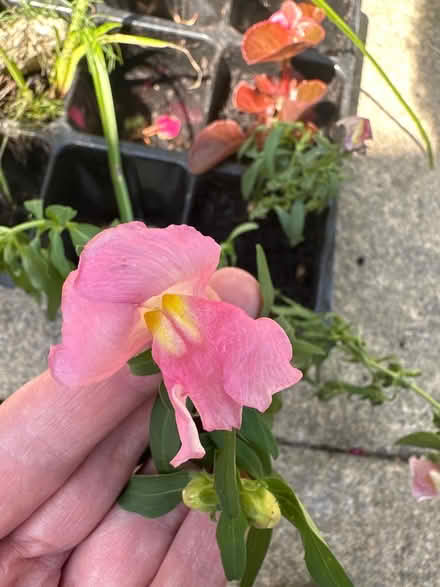 Photo of free Outdoor plants (CO4 9 Colchester) #3