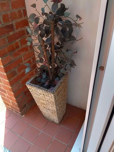 Photo of free Realistic tree porch plant (Bexhill TN39) #1