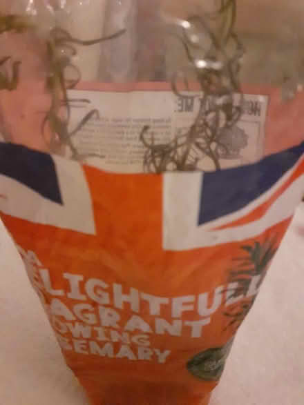 Photo of free Rosemary herb plant (Gun Quarter B4) #1