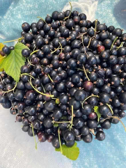 Photo of free Blackcurrants (Youlgreave DE45) #1