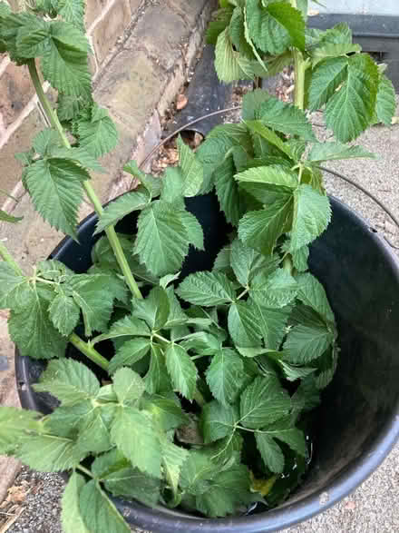 Photo of free Thornless blackberry cuttings (Leegomery TF1) #1