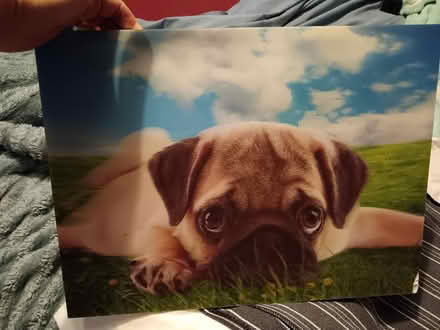Photo of free Pug picture (St. Stephen's CT2) #1