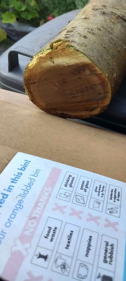 Photo of free Laburnum wood - maybe good for woodturning projects (Goldington MK41) #2