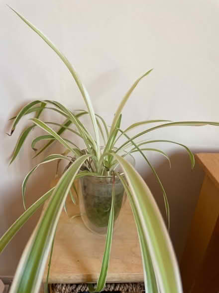 Photo of free Plant cuttings with long roots (Mill Hill (NW7)) #2