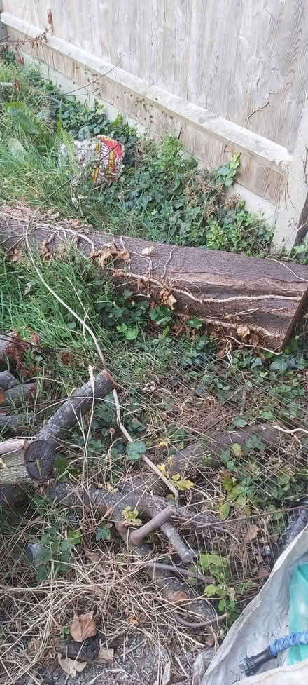 Photo of free Cherry Tree Wood (Nunhead SE15) #2