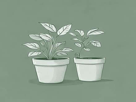 Photo of 2 large plant pots (Belper DE56) #1
