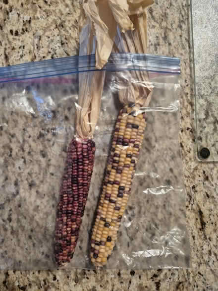 Photo of free Decorator Corn cobs (Port Coquitlam south.) #1