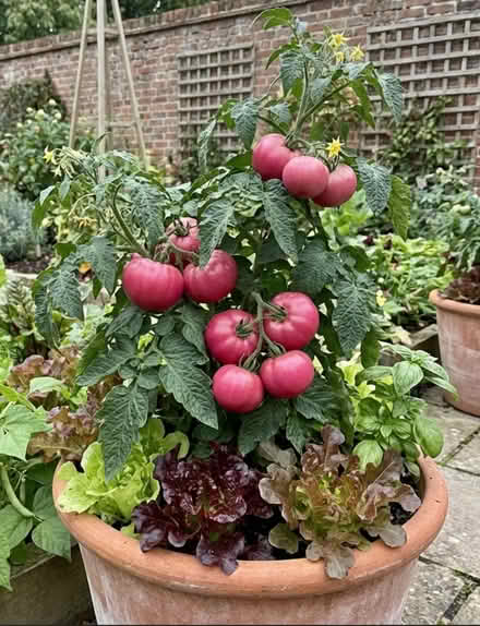 Photo of Vegetable or flowering plants 🌱 (newhaven BN9) #1