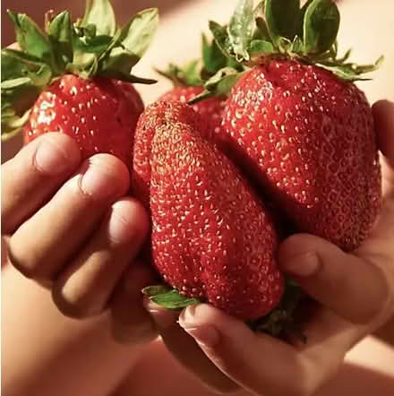 Photo of free Colossus Strawberry plants approximately 30 plants (Denton M34) #3