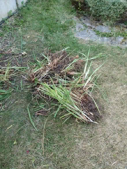 Photo of free Iris plant (clumps of plant - blue flowers) (Yew Tree WS5) #2