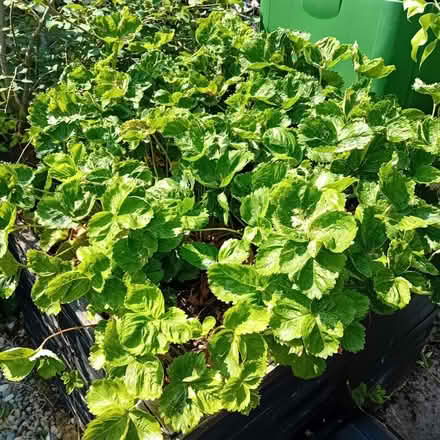 Photo of free Colossus Strawberry plants approximately 30 plants (Denton M34) #1