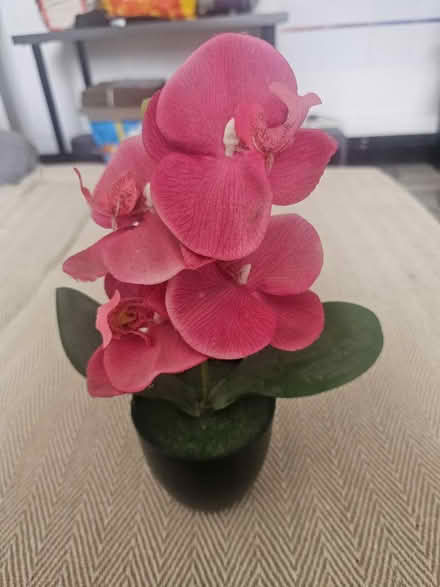 Photo of free Fake orchid (Clapham Common SW4) #1