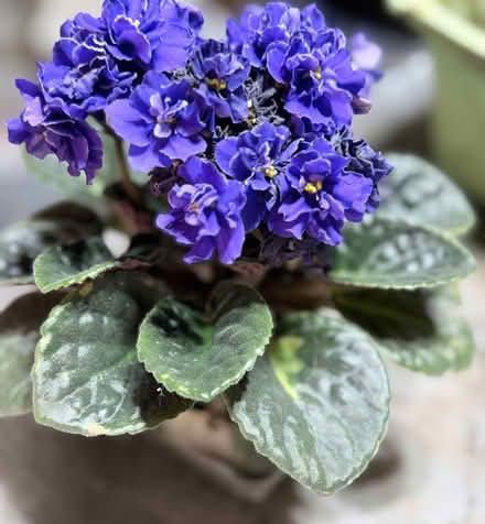 Photo of free African violets (near Gage Pk, Hamilton) #3