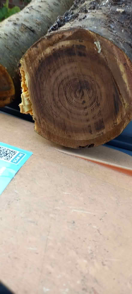 Photo of free Laburnum wood - maybe good for woodturning projects (Goldington MK41) #3