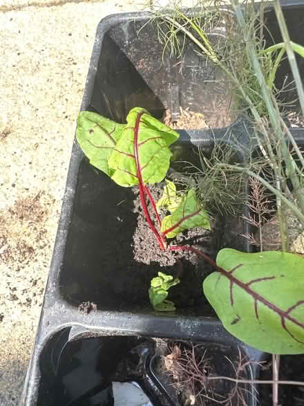 Photo of free Outdoor plants (CO4 9 Colchester) #4