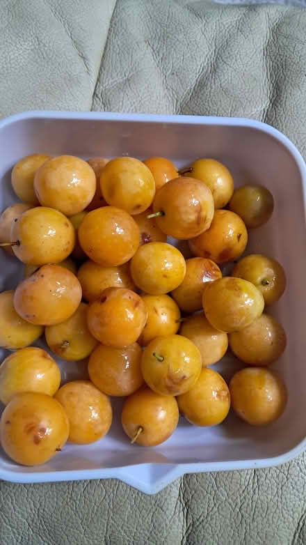 Photo of free Windfall plums (Holloway road N4) #1