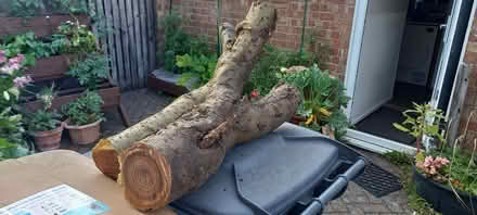 Photo of free Laburnum wood - maybe good for woodturning projects (Goldington MK41) #1