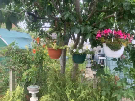 Photo of Plastic hanging baskets (Acomb Park YO24) #1