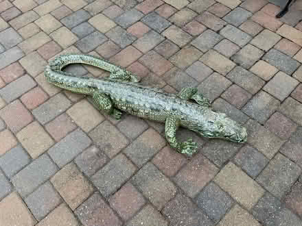 Photo of free Inflatable Alligator Float (Lucas Valley) #1