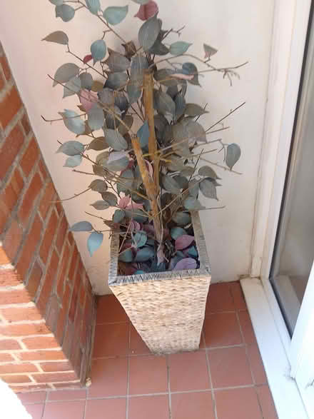 Photo of free Realistic tree porch plant (Bexhill TN39) #2
