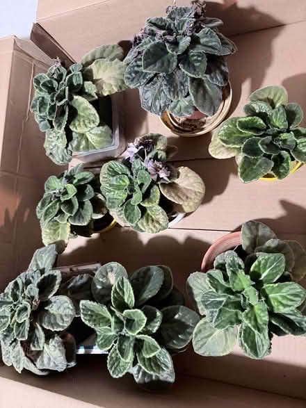 Photo of free African violets (near Gage Pk, Hamilton) #2
