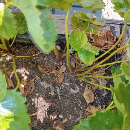Photo of free Colossus Strawberry plants approximately 30 plants (Denton M34) #2