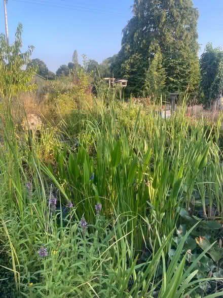 Photo of free Bulrushes! (Bastonford WR13) #2