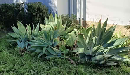 Photo of free agaves (Bedford) #1
