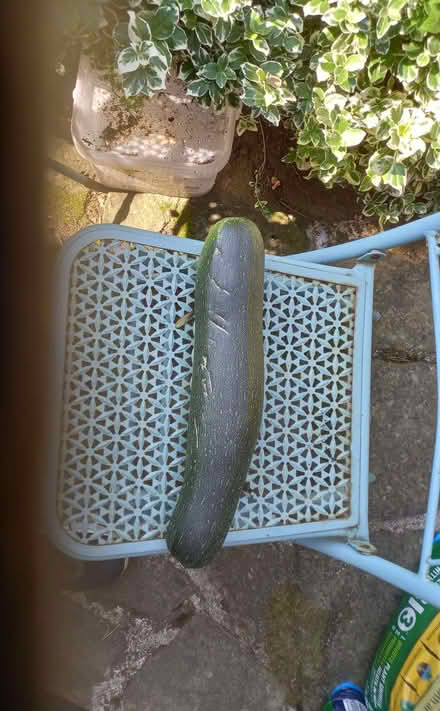 Photo of free Marrow (Holgate YO24) #1