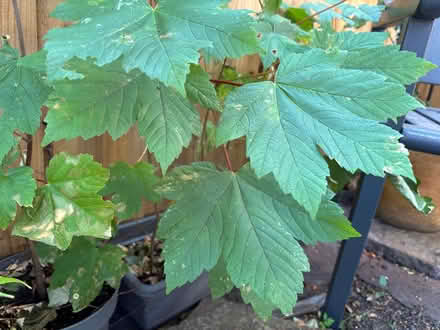 Photo of free 8 Young sycamore trees (Cradley Heath B64 Haden Hill) #1