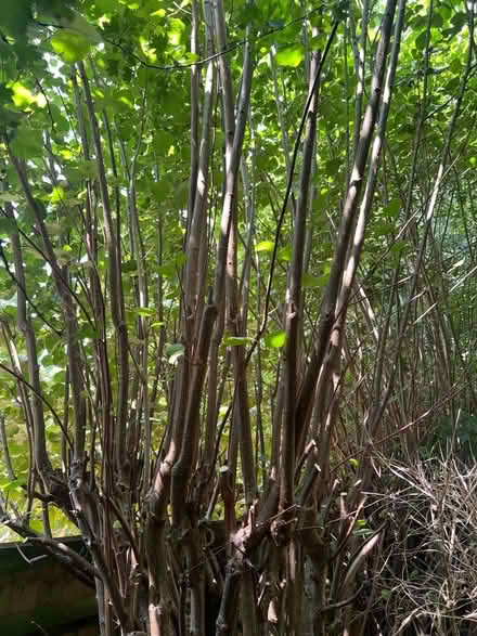 Photo of free Hazel Wood (Botley OX2) #1