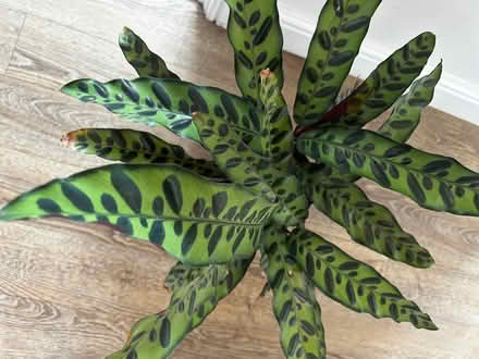 Photo of free 2 house plants in pots (Stobhill NE61) #3