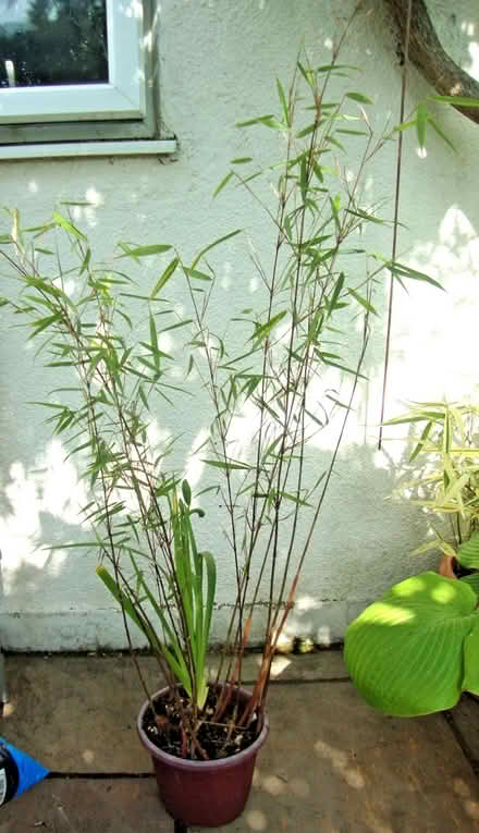 Photo of free Bamboo Fargesia 'Asian Wonder (Wallington SM6) #1