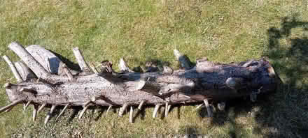 Photo of free large log (Benhall GL51) #1