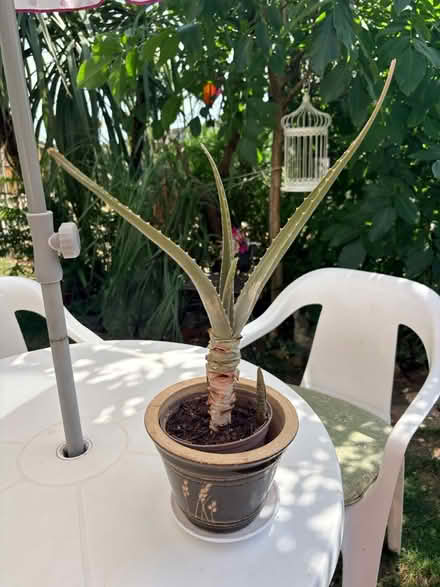 Photo of free Alovera Plant (Havant PO9) #1