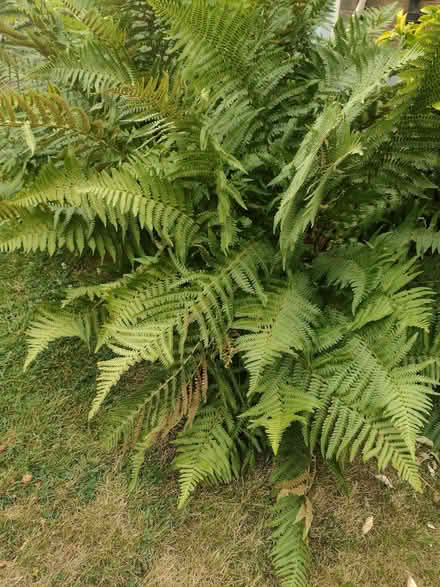 Photo of free Fern plant - clumps of roots (Yew Tree WS5) #2